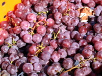grapes1.JPG