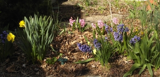 hyacinths2.jpg