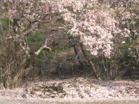 magnoliapath.JPG