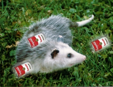 how to get rid of opossums in the yard apps directories